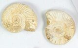 Lot: Perisphinctes Ammonite Fossils - Pieces #77172-2